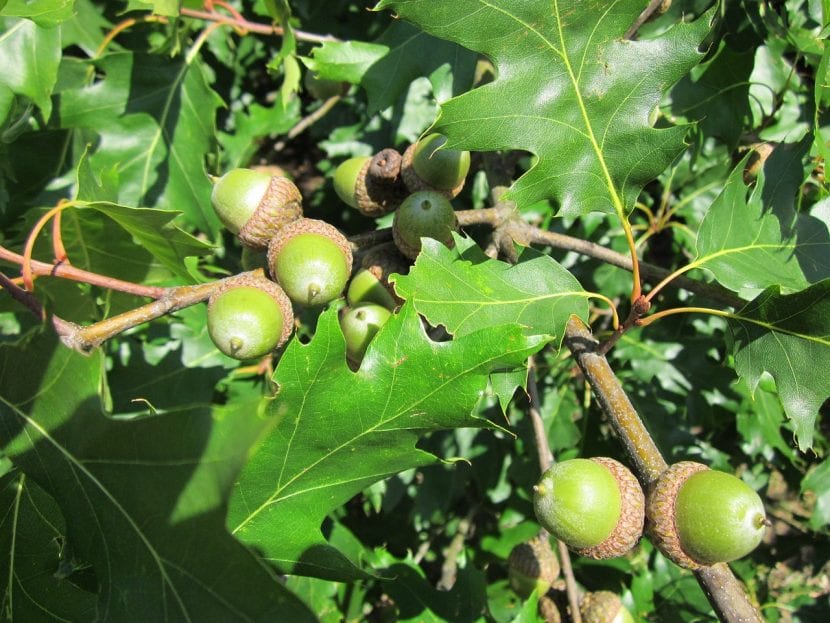 Bellotas de Quercus rubra con su cúpula plana