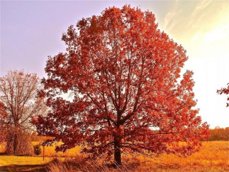 Roble americano, Quercus rubra, en un parque