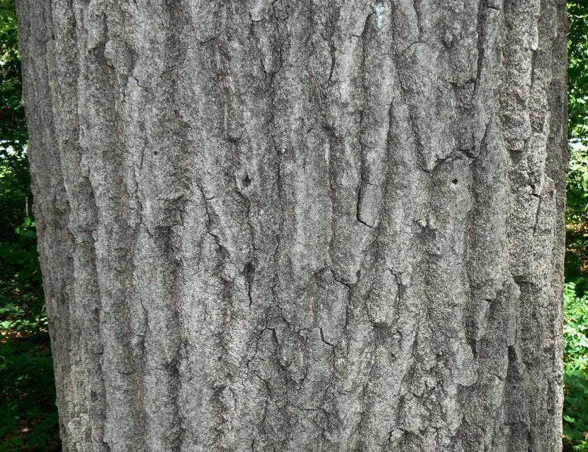 Corteza agrietada de un roble americano adulto