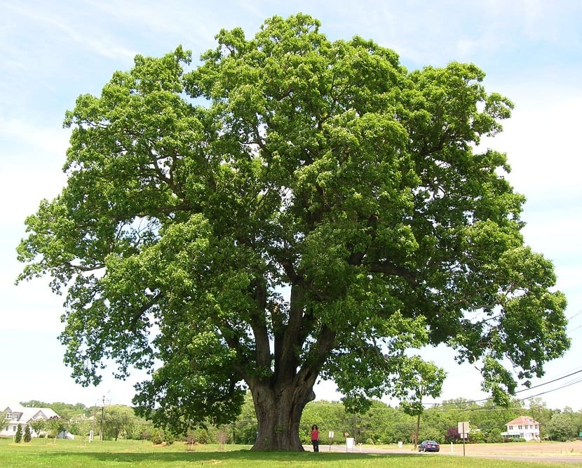 Roble blanco (Quercus alba): cultivo, suelo y cuidados