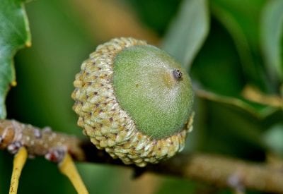 Bellota de roble en primer plano