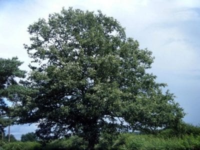 Ejemplar frondoso de Quercus cerris o roble de Turquía
