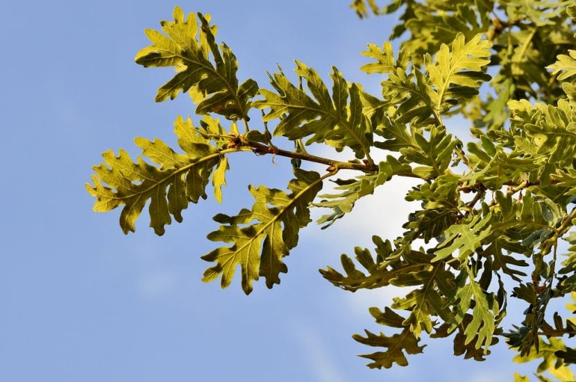 Hojas lobuladas y aterciopeladas de Quercus pyrenaica