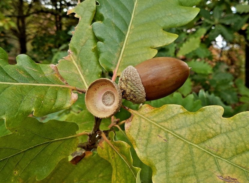Bellotas de roble maduras en la rama