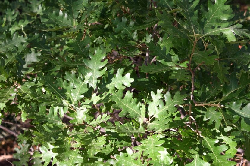 Hojas lobuladas de roble