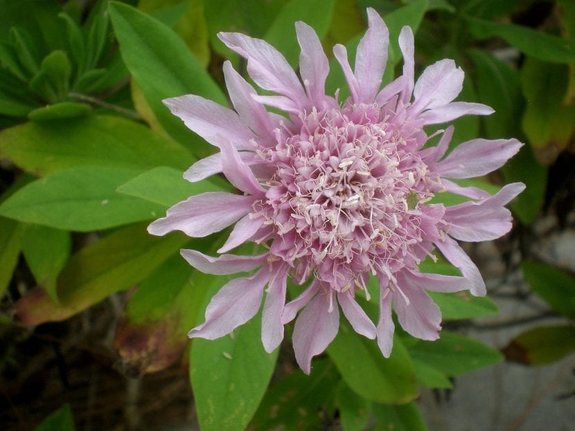 Mata de rosalillo de cumbre en flor sobre suelo volcánico