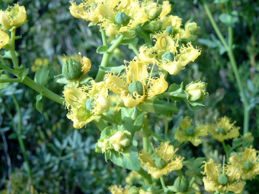 Arbusto de Ruta chalepensis con flores amarillas