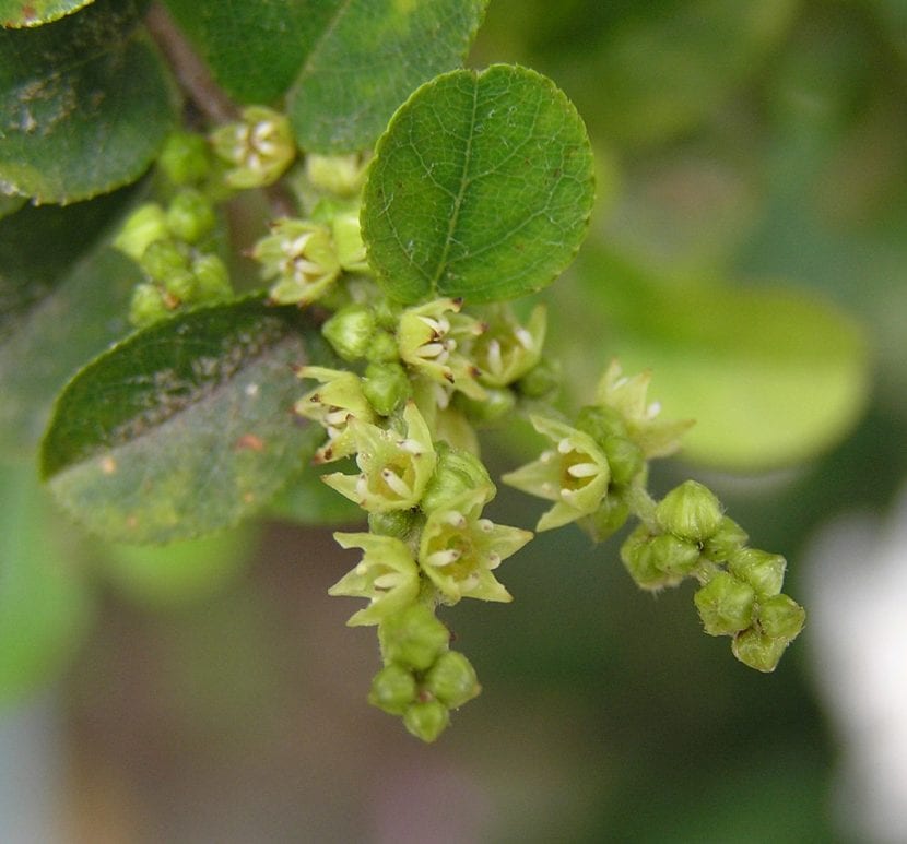 Sageretia theezans en flor, con espigas blancas y hojas pequeñas y brillantes