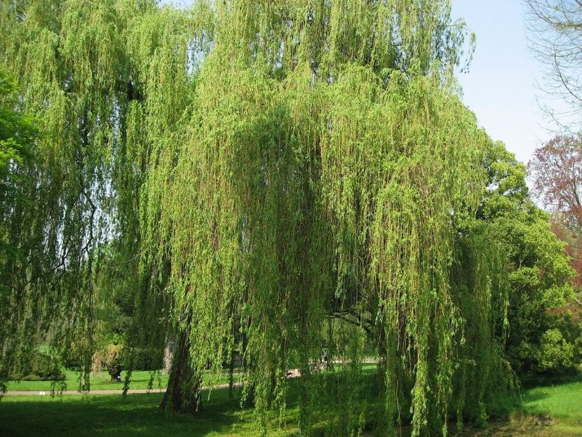 Salix alba Tristis, sauce llorón dorado