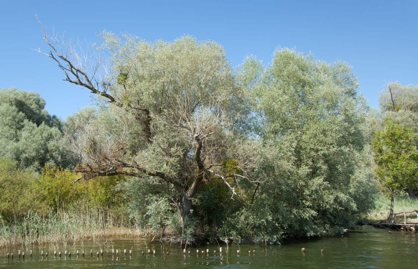 Salix alba a orillas de un lago