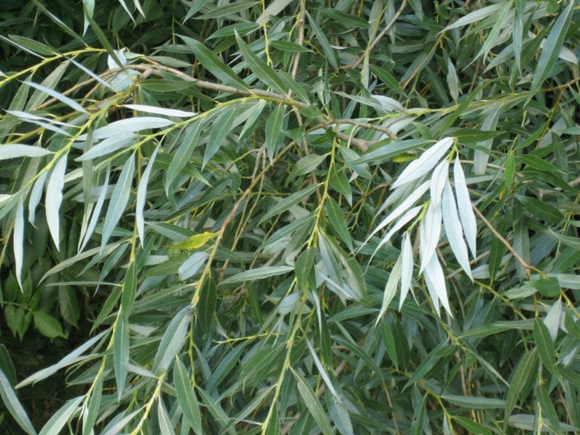 Hojas lanceoladas y plateadas de Salix alba