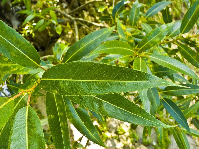Hojas alargadas, lanceoladas y brillantes de un sauce quebradizo