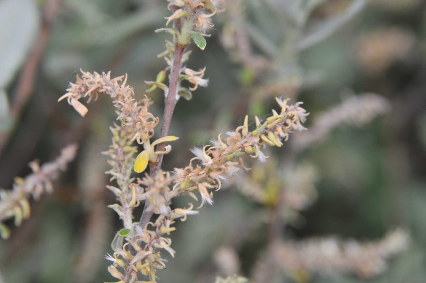 Amentos de Salix salviifolia en primavera
