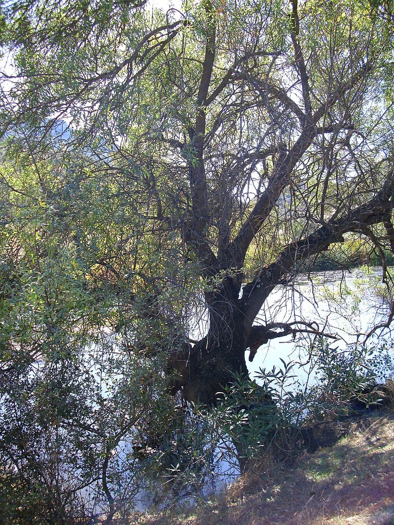 Ejemplar adulto de Salix salviifolia