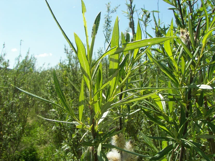 Ramas largas y flexibles de mimbrera, Salix viminalis