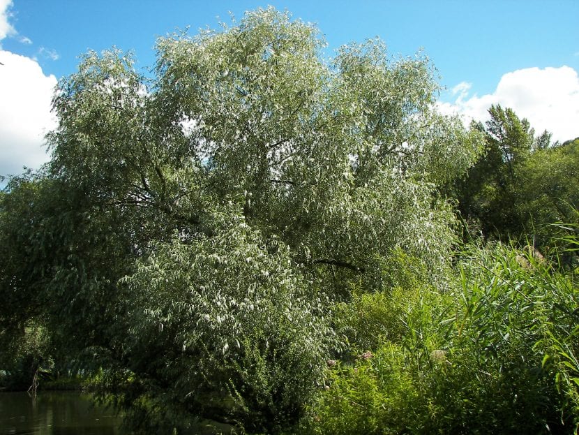 Sauce blanco (Salix alba) adulto junto a un cauce