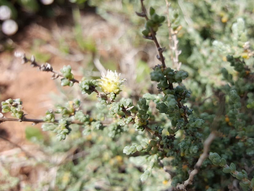 Flor diminuta del sisallo saliendo de una rama del arbusto