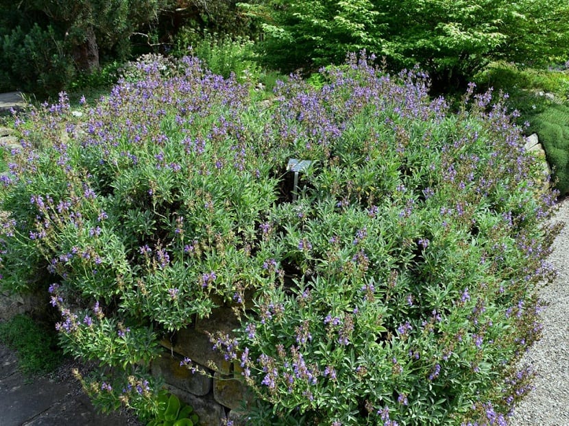 Mata de salvia española cubierta de pequeñas flores de color lila