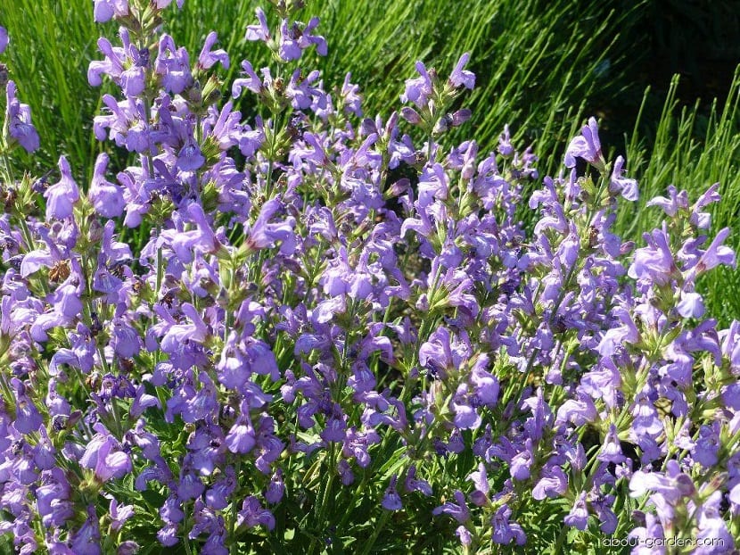 Salvia lavandulifolia: cultivo, recolección y usos