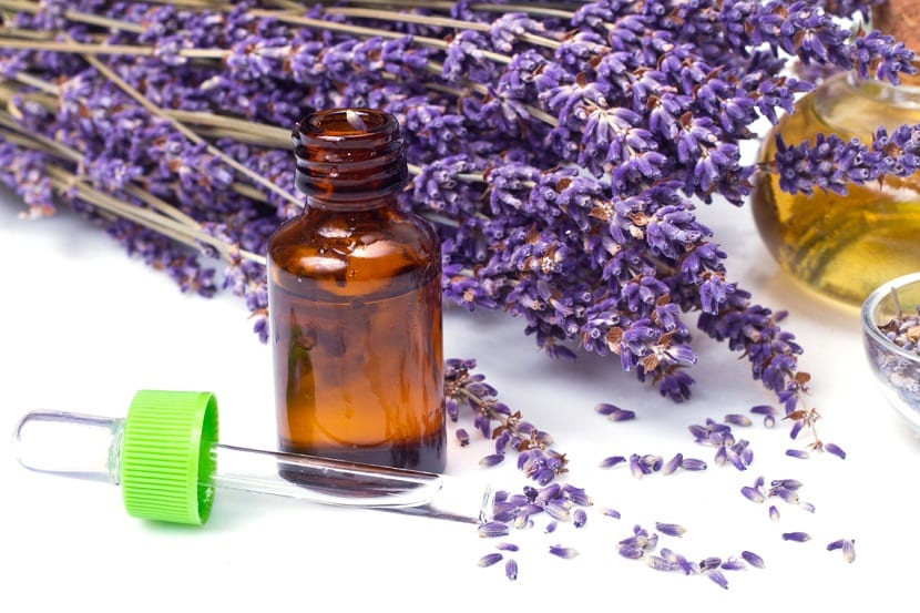 Flores y hojas secas de salvia preparadas para uso aromático