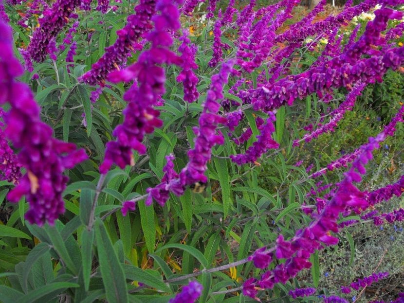 Mata de Salvia leucantha en plena floración con espigas violetas