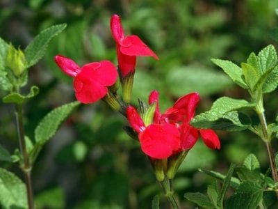 Detalle de las flores bilabiadas de Salvia microphylla