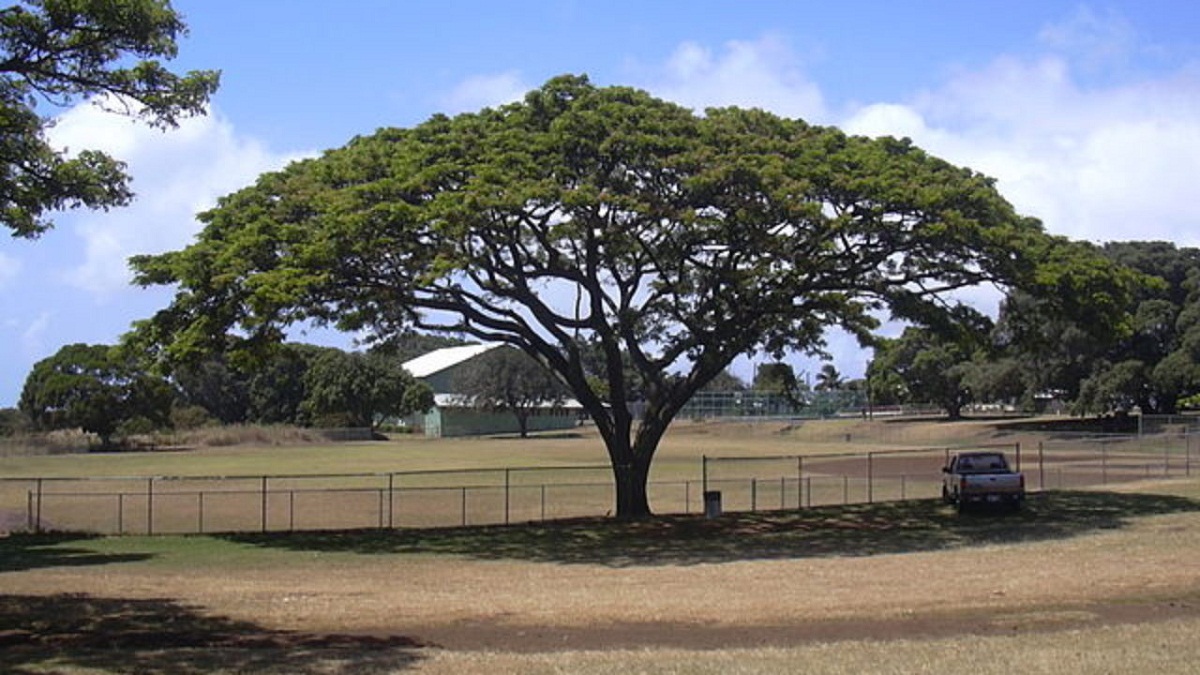 Copa del árbol de la lluvia proyectando una sombra amplia gracias a sus hojas