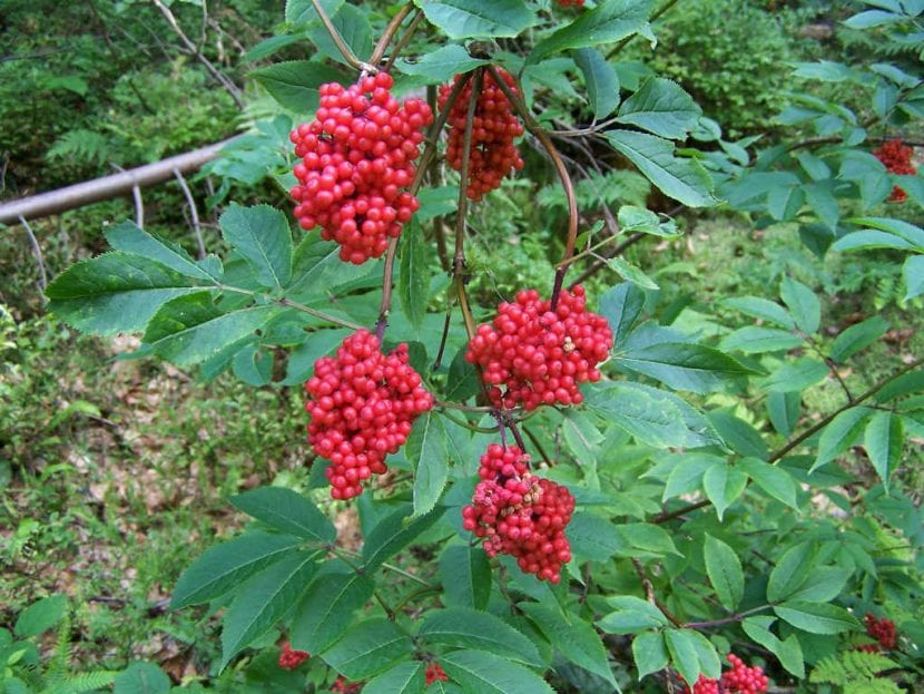 Frutos rojos de Sambucus racemosa en racimos densos