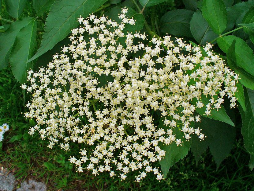Ejemplar de Sambucus nigra en flor