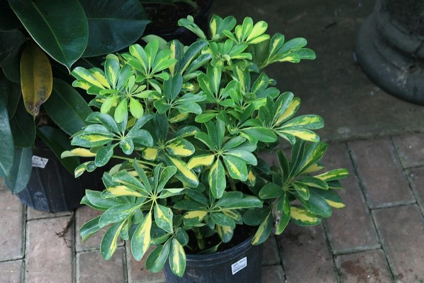 Ejemplar de Schefflera arboricola con sus hojas palmeadas de foliolos brillantes