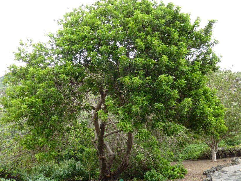 Ejemplar de Schinus terebinthifolius con su copa ancha y follaje perenne