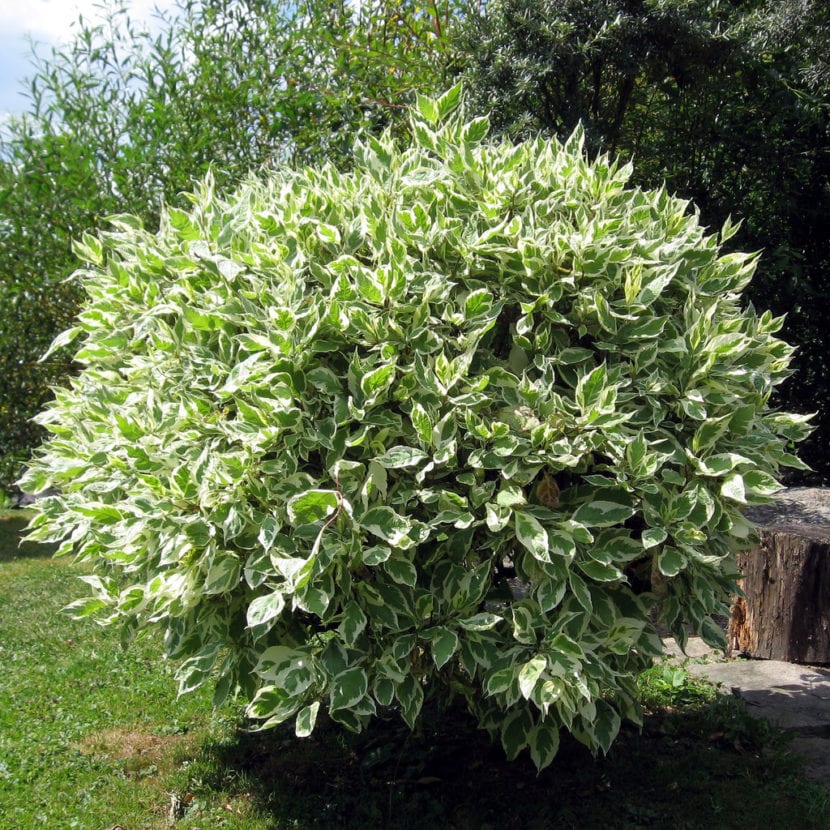 Ficus benjamina podado y formado, con la copa recortada