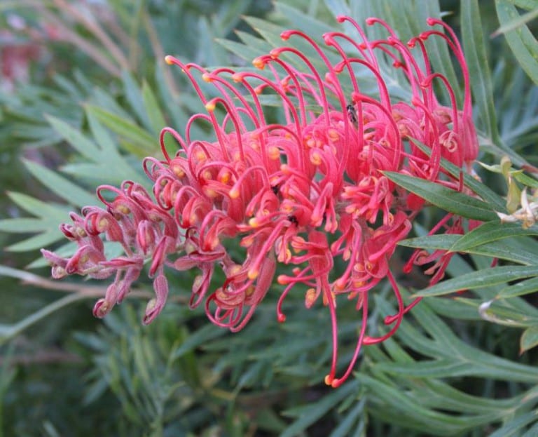 Inflorescencia de grevillea con flores en forma de peine