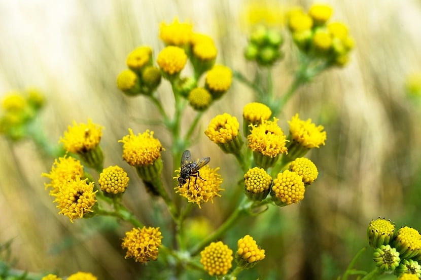 Capítulos florales amarillos de Senecio vulgaris casi cerrados