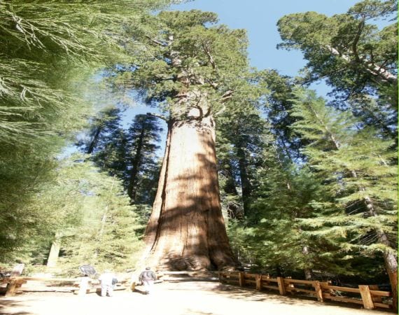 Ejemplar adulto de secuoya gigante con su porte cónico característico