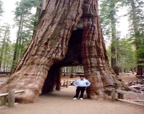 Secuoya gigante plantada en un parque, con la falda de ramas bajas intacta