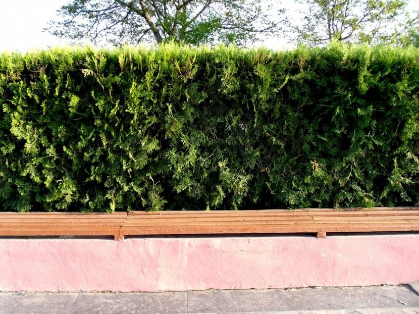Seto recortado delimitando un jardín