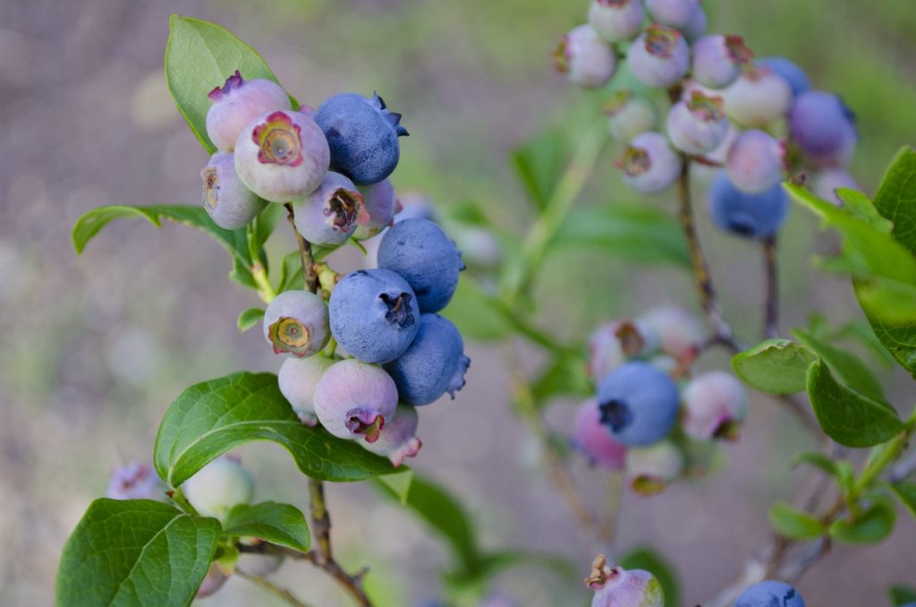 Frutos maduros de arándano azul en la mata