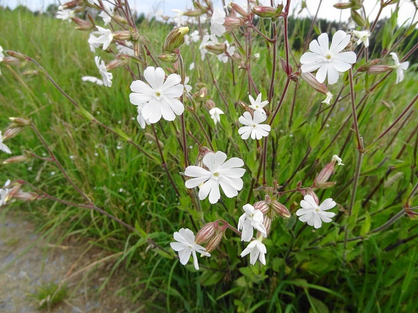 Mata de Silene alba florecida al borde de un camino