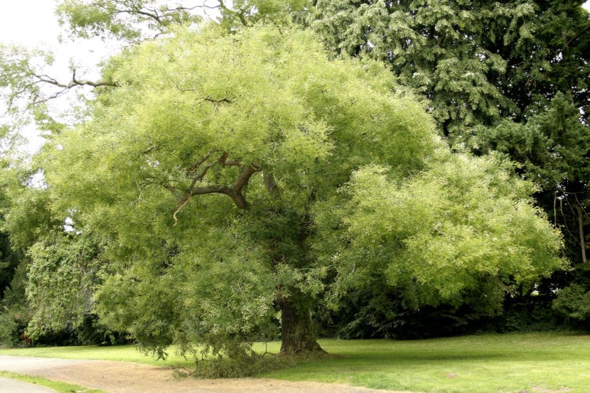 Ejemplar adulto de Sophora japonica