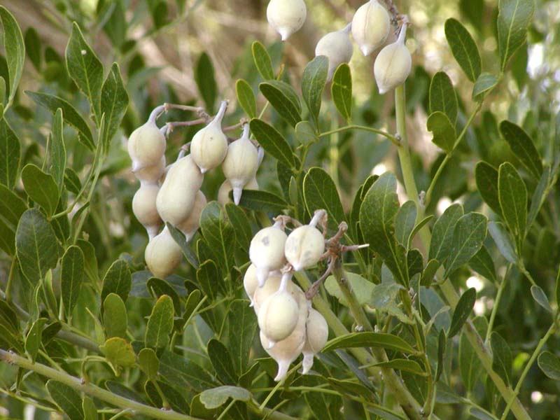 Sophora secundiflora en flor