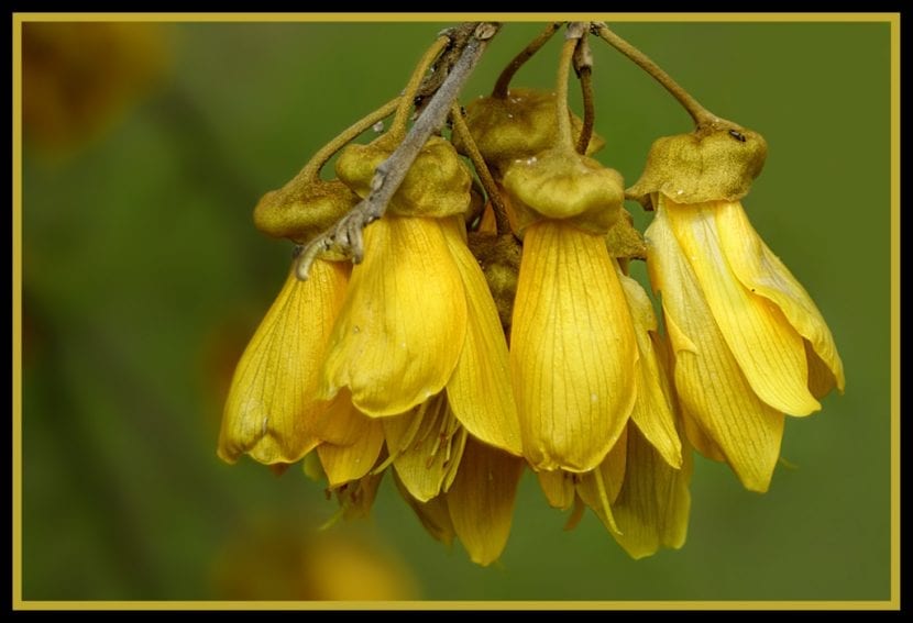 Flores amarillas colgantes de Sophora