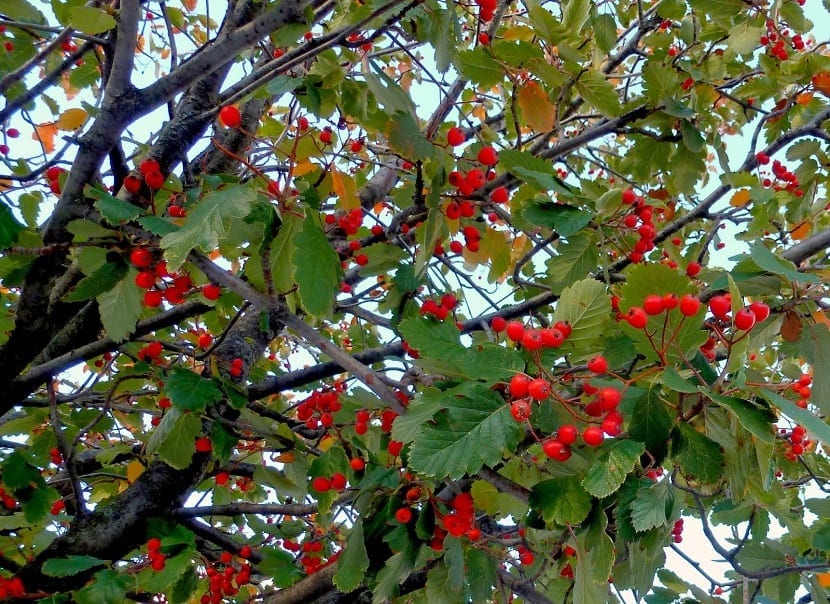 Frutos rojos del mostajo maduros en otoño