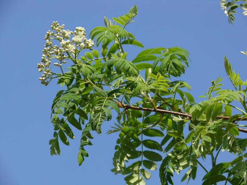 Ejemplar de Sorbus domestica, el serbal común