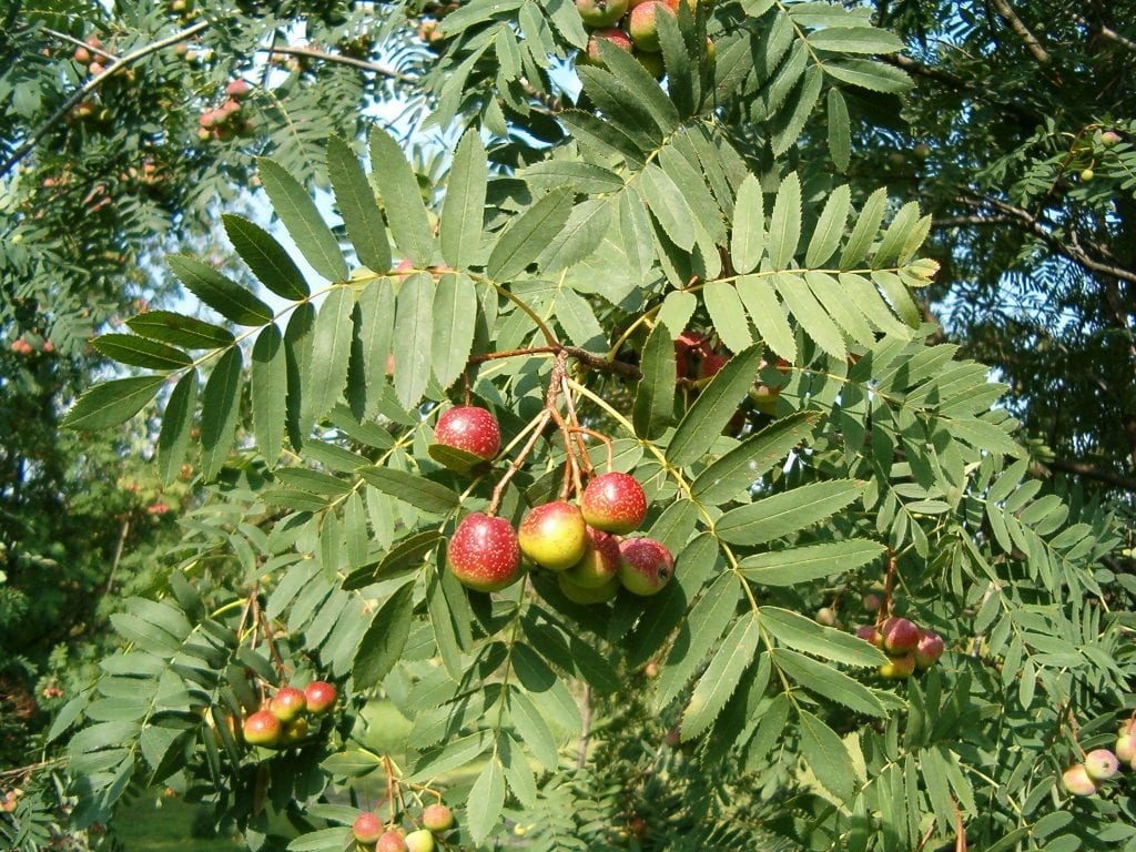 Sorbus domestica o serbal común: cultivo, frutos y madera