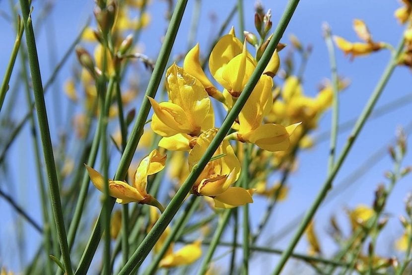 Flores amarillas y perfumadas de Spartium junceum