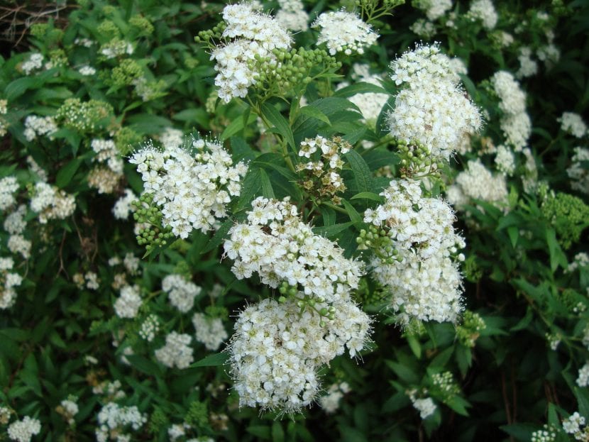Spiraea japonica de flor blanca en un parterre