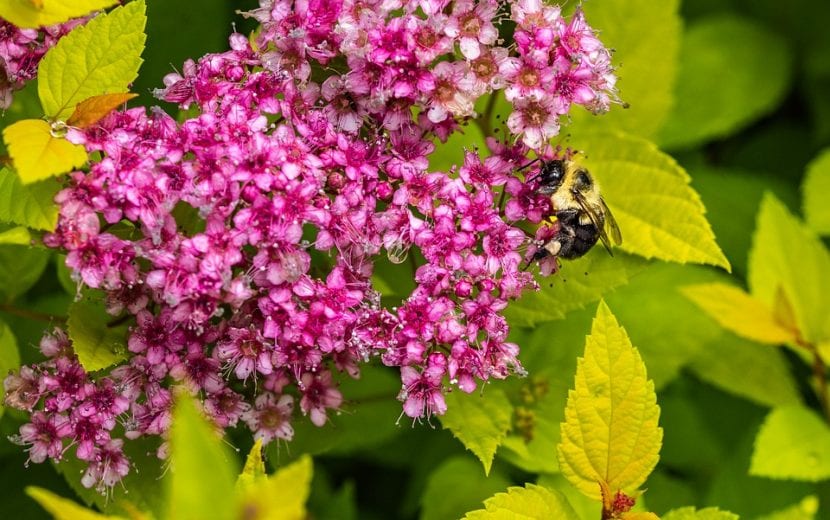 Mata florida de Spiraea japonica con corimbos rosados