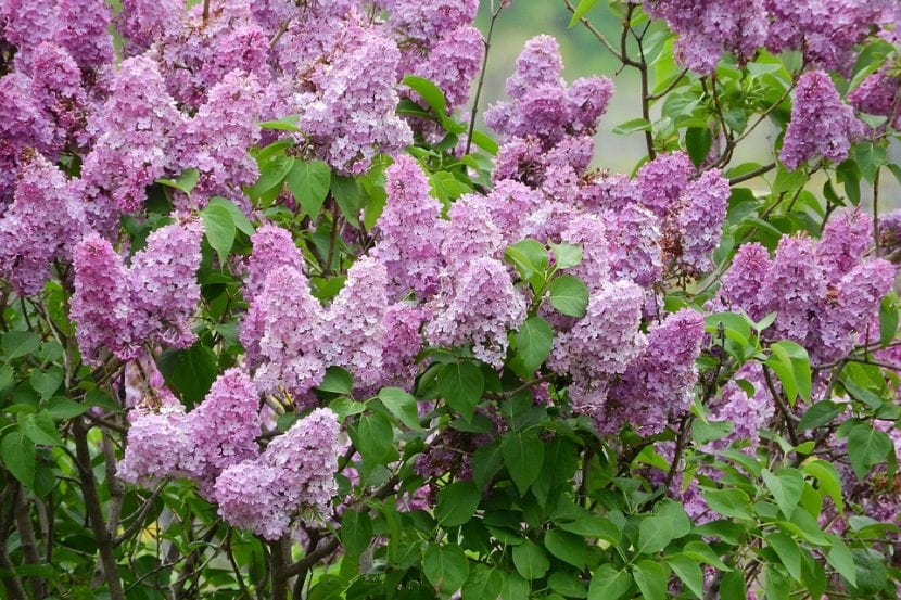 Panícula en flor de Syringa vulgaris
