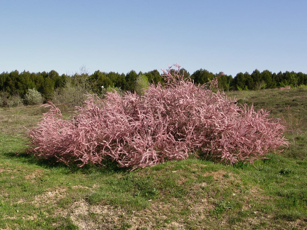 Tamarix africana en flor con espigas blancas sobre madera del año anterior